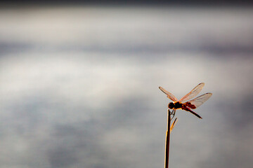 dragonfly on grass twig