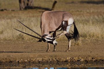 Gemsbuck in the desert (Oryx gazelle)