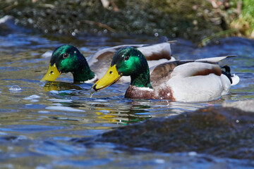 Stockenten Erpel im Frühjahr in der Spree bei der Futtersuche	
