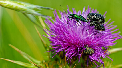  Oedemère noble - Oedemera nobilis 