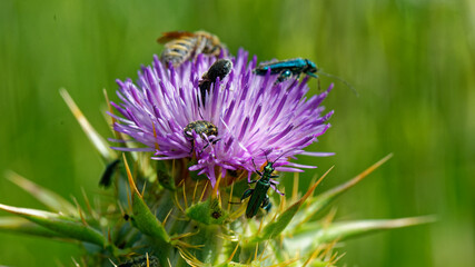  Oedemère noble - Oedemera nobilis 
