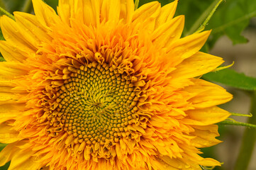 Decorative sunflower with green sheet grows in garden