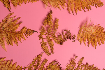 Autumn fern leaves isolated on yellow background with copy space. Horizontal orienattion. Minimalistic style.