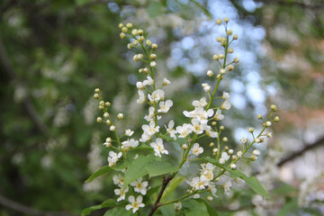  Blooming apple tree, small white flowers on a blurred background. Beautiful delicate photo of flowers for summer mood. Stock photo for web and print with empty space for text and design.