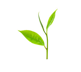 Young green tea leaves Isolated on a white background.