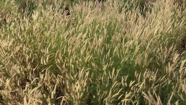 Desho grass flowers field with the wind above