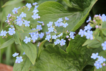 Blooming potatoes, small blue flowers against a background of green foliage. Beautiful delicate photo of flowers for summer mood. Stock photo for web and print with empty space for text and design. © Олеся Горячева