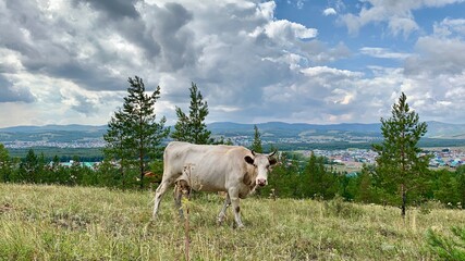 Fat cows graze in a meadow in a stunning summer landscape