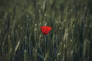 Obraz premium einzelne Mohnblume im Kornfeld