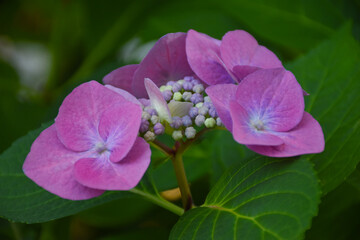 Obraz premium Closeup view of amazing pink Lacecap Hydrangeas flowers in full bloom with green leaves, floral background