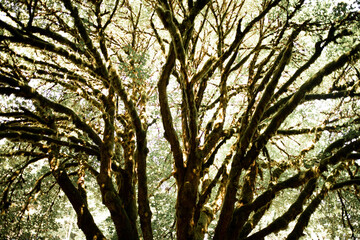 Ancient Tree