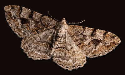 Spanner (Geometridae)