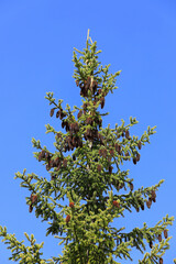 Spruce Tree Top with Cones
