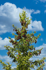 Spruce Tree Top with Cones