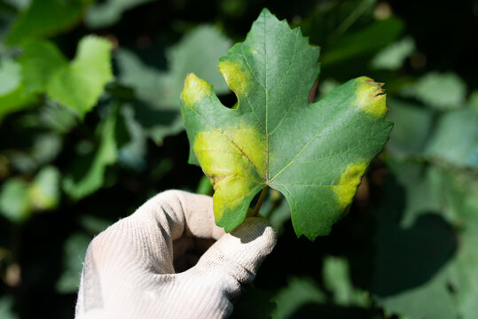 Downy mildew fungal disease on grape leaf