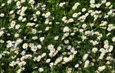 White small flowers of Daisies or Bellis perennis, in the garden.  © beres