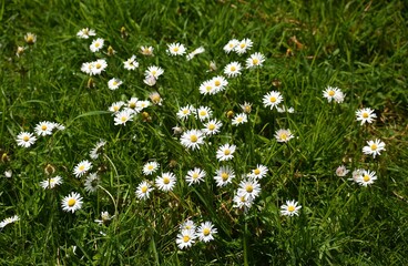 White small flowers of Daisies or Bellis perennis, in the garden.  © beres