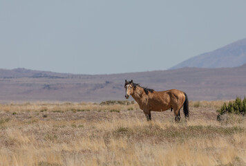 Wild Horse in the Utah Desert