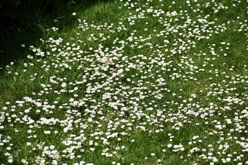 White small flowers of Daisies or Bellis perennis, in the garden.  © beres