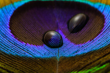 water drop on peacock feather