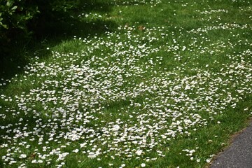 White small flowers of Daisies or Bellis perennis, in the garden.  © beres