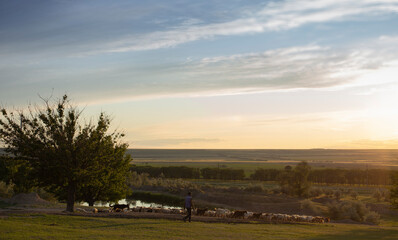 Obraz premium A herd of goats and sheep. Animals graze in the meadow. Pastures of Europe. Budzhak steppe, Spring pasture, artificial reservoir.