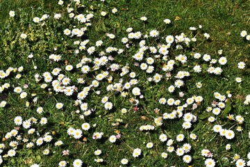 White small flowers of Daisies or Bellis perennis, in the garden.  © beres