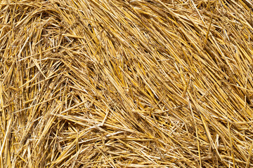 Close up of straw background texture.