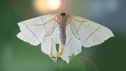Nachtschwalbenschwanz (Ourapteryx sambucaria) von unten