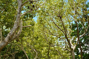 Fototapeta premium Green tall tree leaves at forest