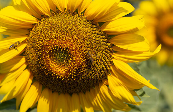 Bee collects pollen in the sunflower. Image of beautiful sunflowers photographed close.