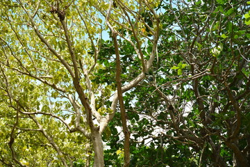 Green tall tree leaves at forest