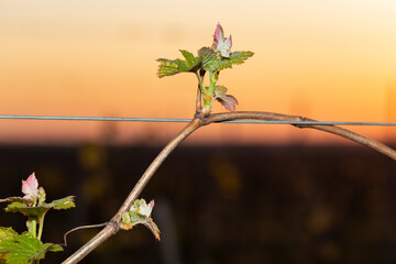 Young, green shoots on a grape Bush. Viticulture-grape flowers on the background of the sunset. Wine-making. Technology of wine production in Moldova.