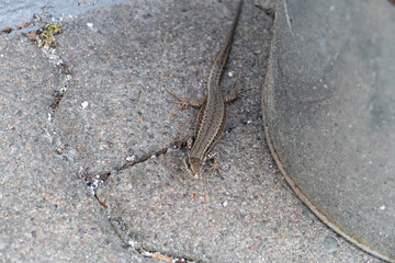 Ruinen Eidechse, kleine Echse schleicht am Boden entlang
