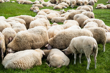 Obraz na płótnie Canvas Eine Herde Schafe auf einer Weide der niederländischen Insel Terschelling