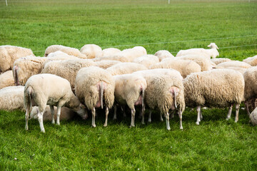 Eine Herde Schafe auf einer Weide der niederländischen Insel Terschelling