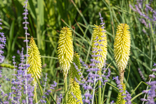 Kniphofia 'Percy's Pride' in Bl&uuml;te