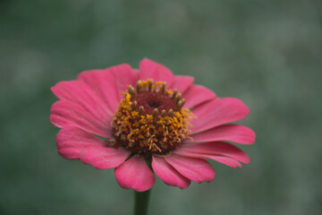 Obraz premium close up of pink flower