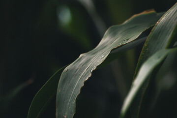 Regentropfen im Maisfeld