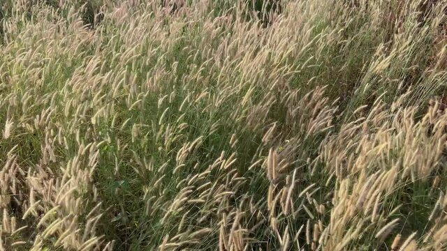 Desho grass flowers field with the wind above