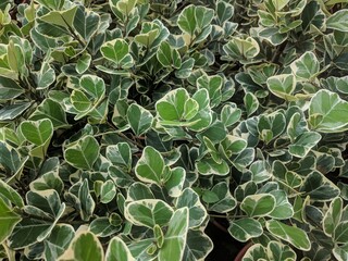 Close up on glossy white and bright green patterned ficus leaves (Ficus triangularis variegata)