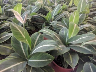 Close up of Peace Lily white flower in the foreground with matte yellow green leaves with white stripe (Spathiphyllum 'Silver Streak')