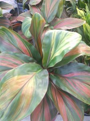 Multicolor leaves of Hawaiian Ti Plant (Cordyline Fruitcosa 'Chocolate Queen')