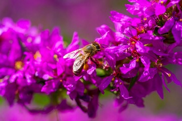 Westliche Honigbiene (Apis mellifera) auf Gewöhnlicher Blutweiderich (Lythrum salicaria)