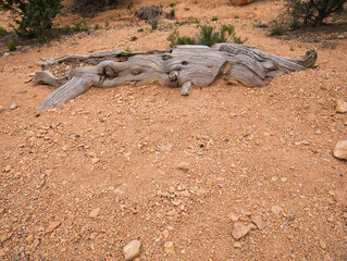 Ein alter ausgetrockneter Baumstamm am Wegesrand
