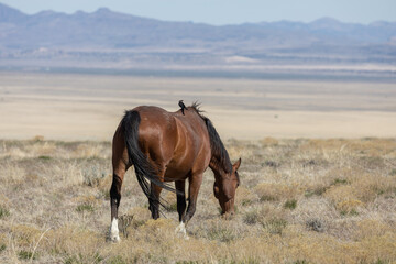 Wild Horse in the Utah Desert