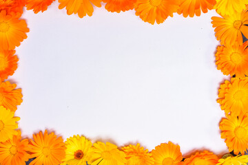 Obraz premium spring yellow flowers isolated on white background