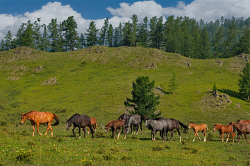 Russia. mountain Altai. Peacefully grazing horses with foals in the valley of the Yabogan river.