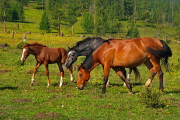 Obraz na płótnie Canvas Russia. mountain Altai. Peacefully grazing horses with foals in the valley of the Yabogan river.