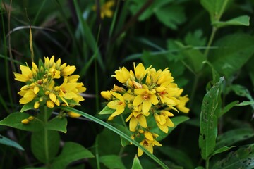 Yellow flowers of Lysimachia vulgaris or the yellow loosestrife, in the garden.